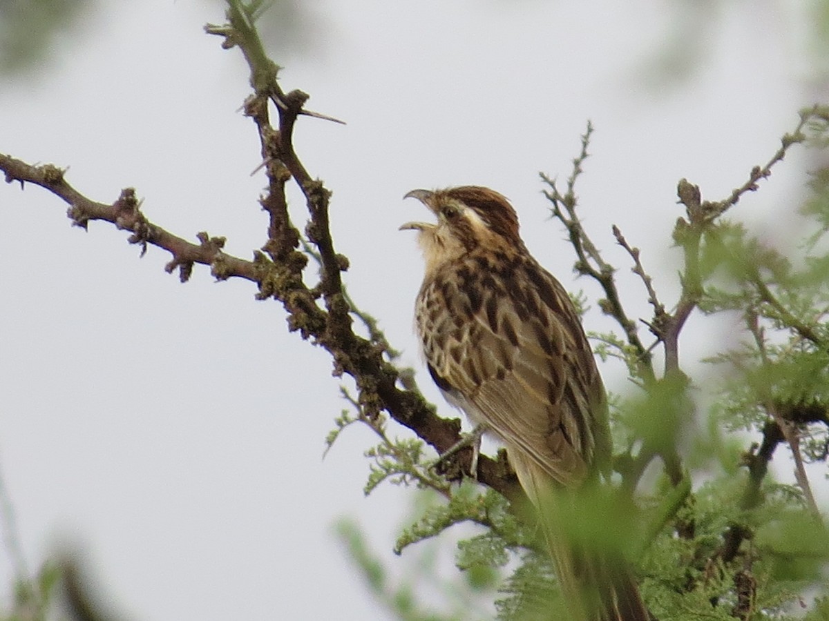 Тахете - ML646510050