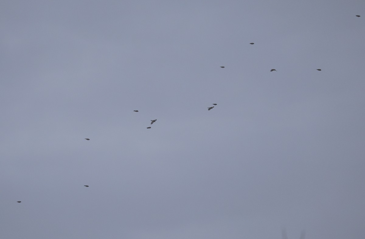 Snow Bunting - ML646510051