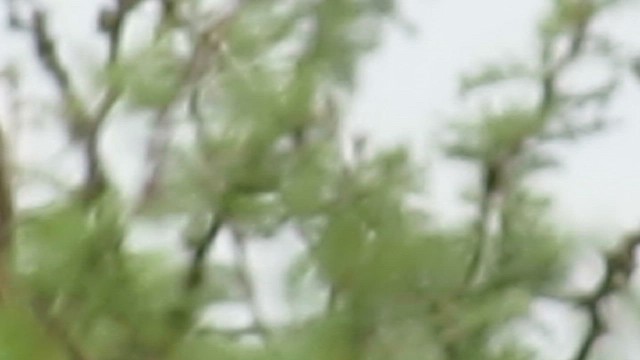 Çizgili Guguk - ML646510053