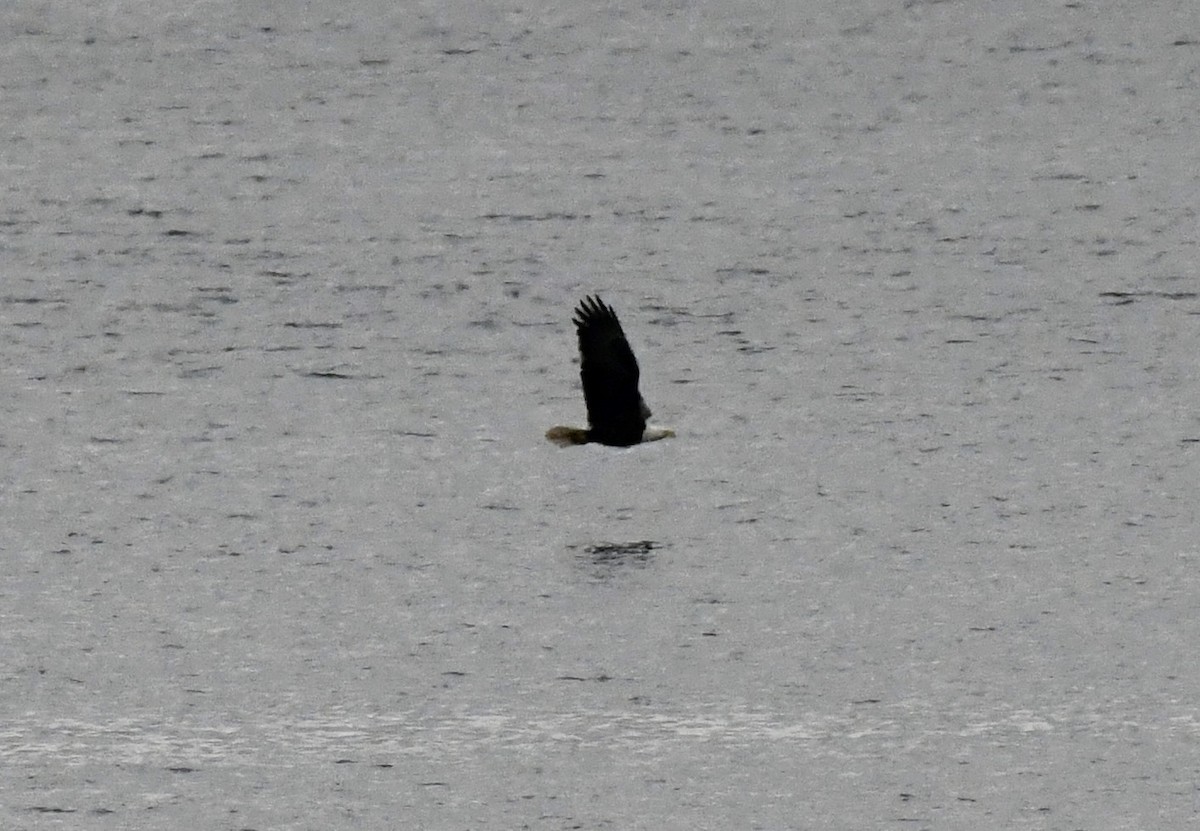 Pygargue à tête blanche - ML646510056