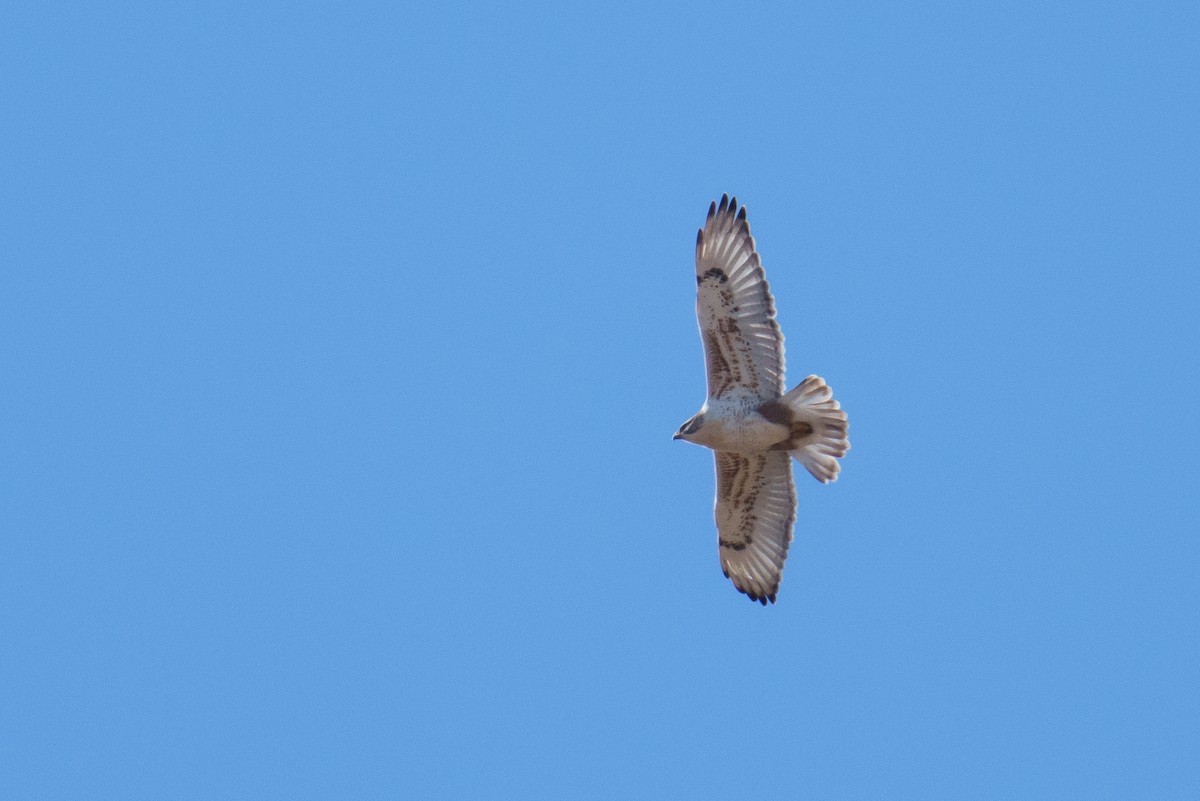 Buse rouilleuse - ML646510057