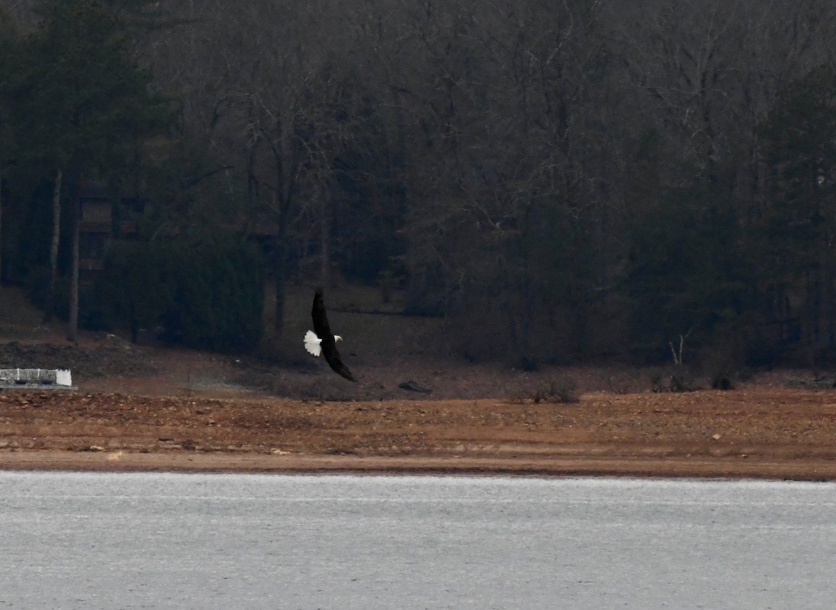 Pygargue à tête blanche - ML646510058