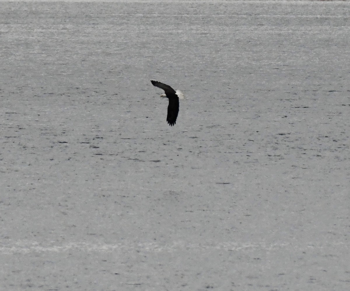 Pygargue à tête blanche - ML646510061