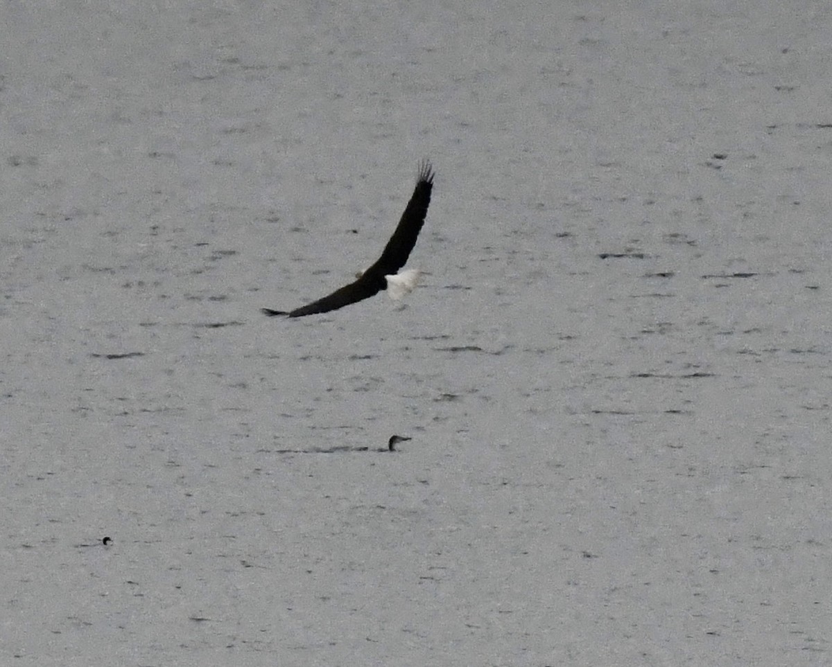 Pygargue à tête blanche - ML646510062