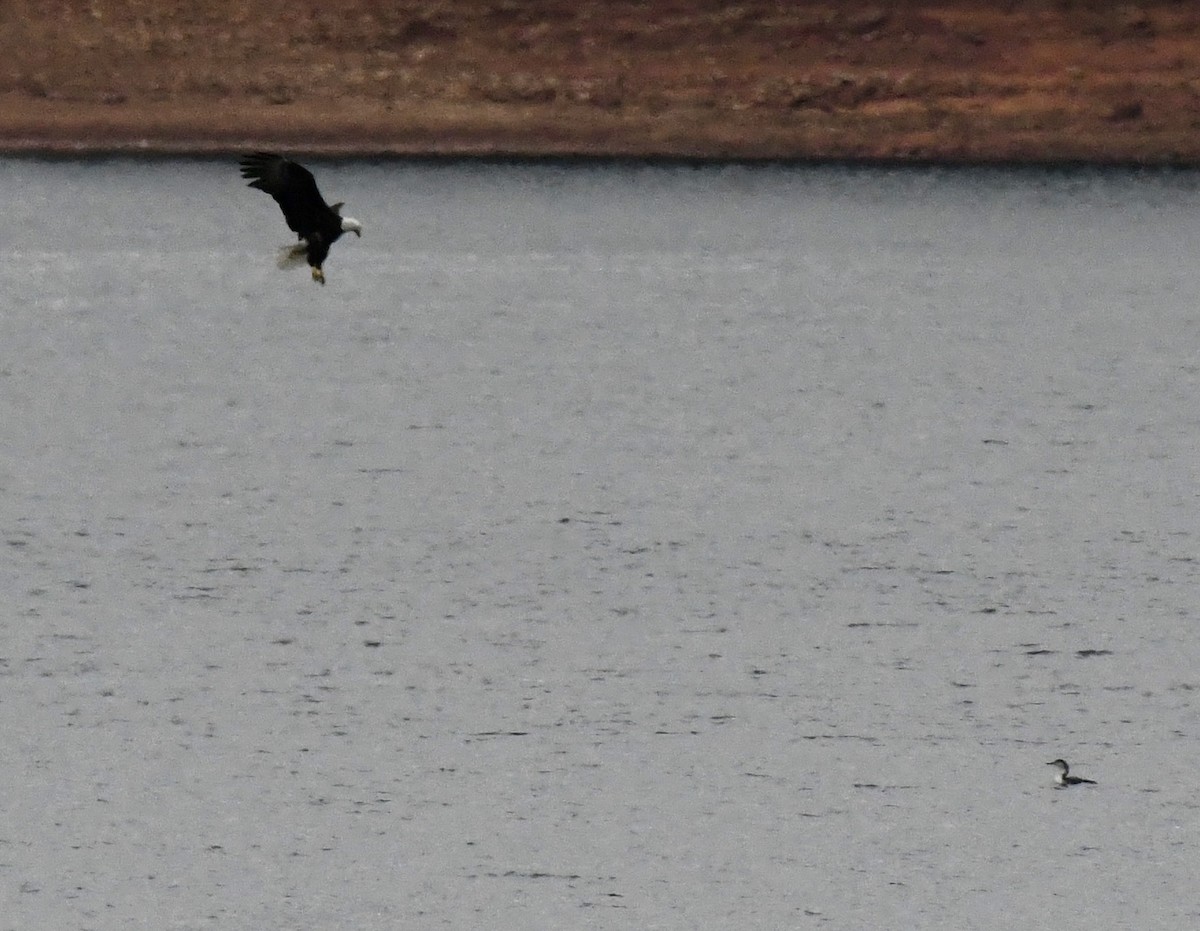 Pygargue à tête blanche - ML646510064