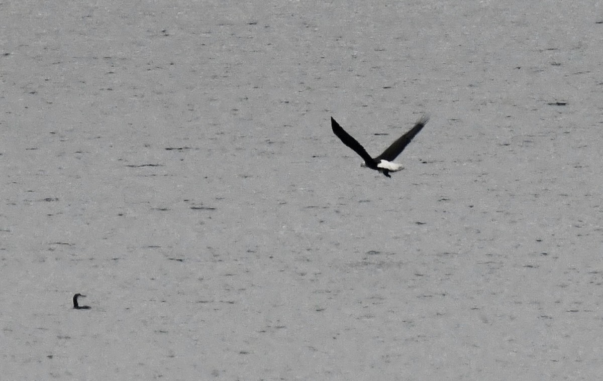 Pygargue à tête blanche - ML646510065