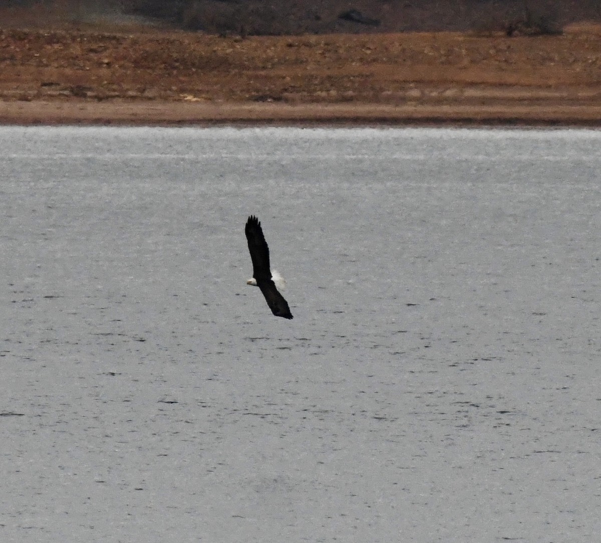 Pygargue à tête blanche - ML646510069