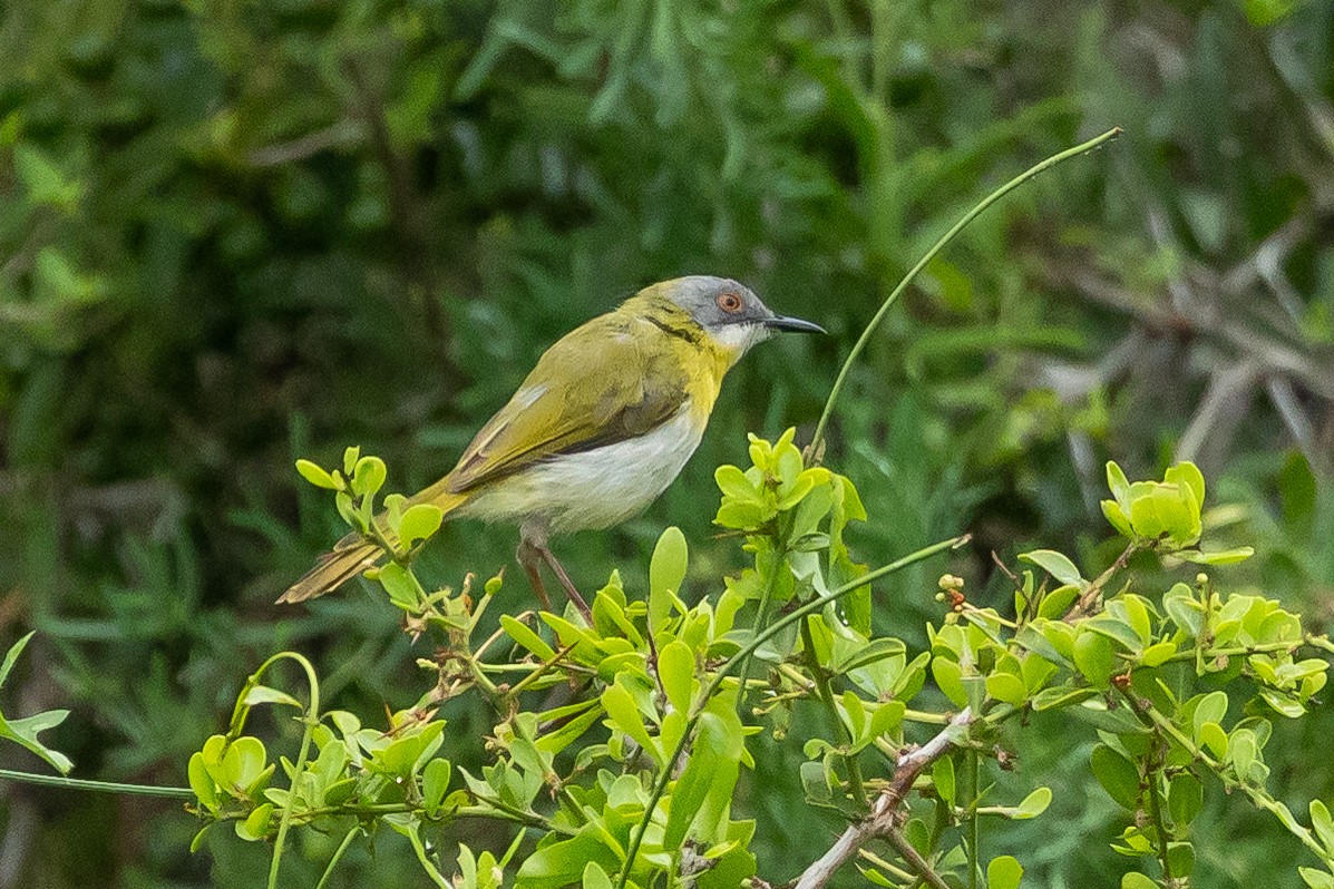 Yellow-breasted Apalis (Yellow-breasted) - ML646510071