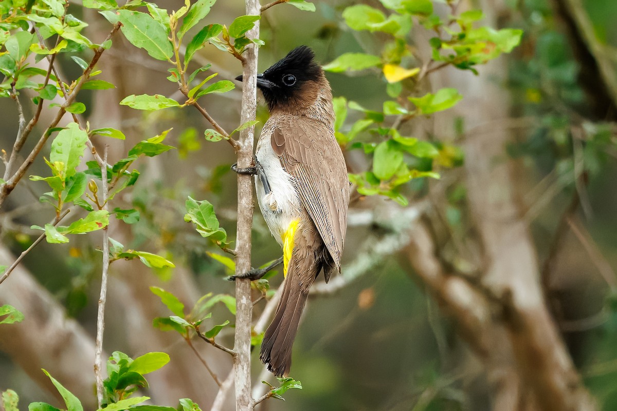 Common Bulbul (Dark-capped) - ML646510072