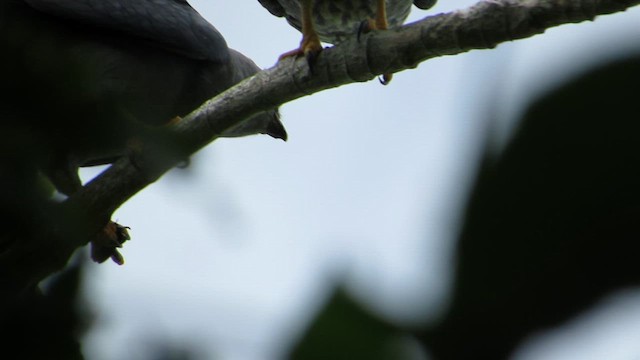 Kurşuni Çaylak - ML646510084