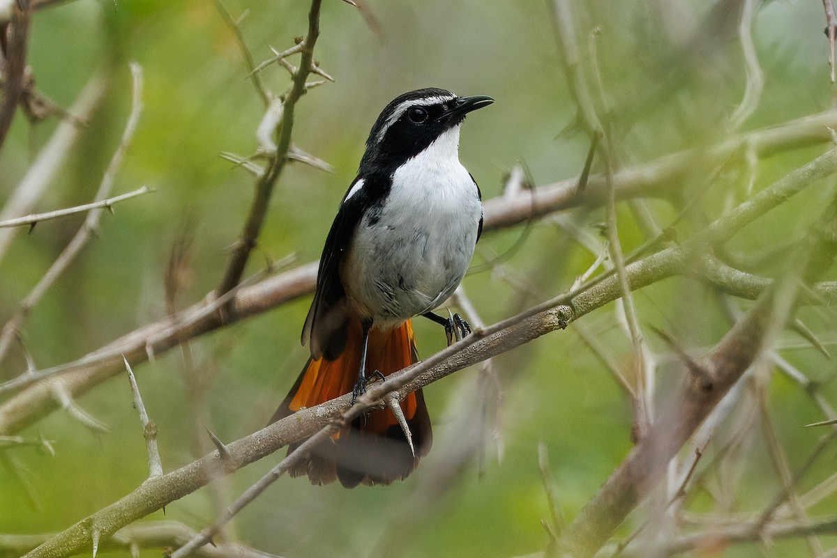 White-throated Robin-Chat - ML646510085