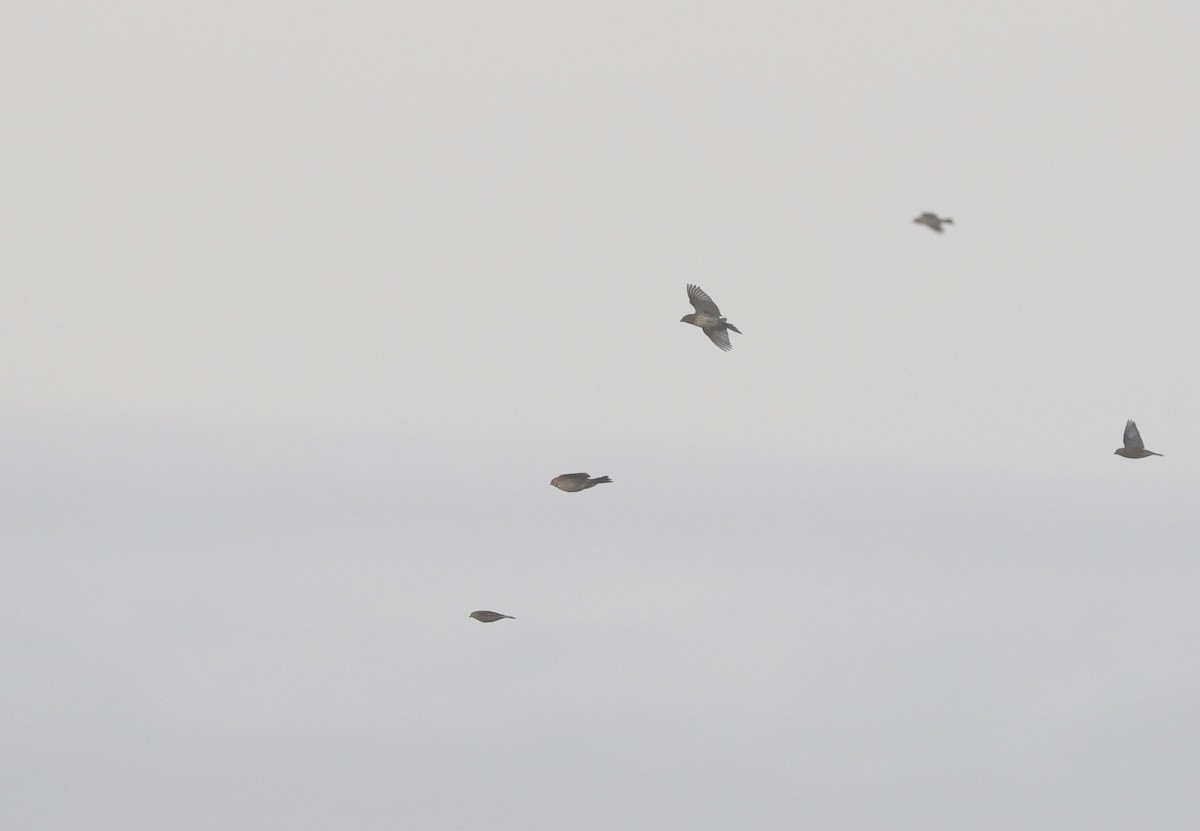 Corn Bunting - ML646510086