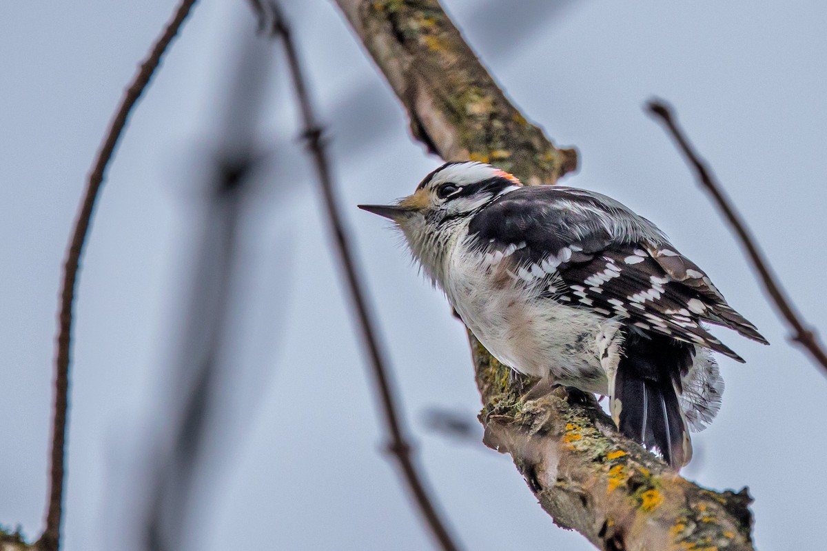 Dunenspecht - ML646510088