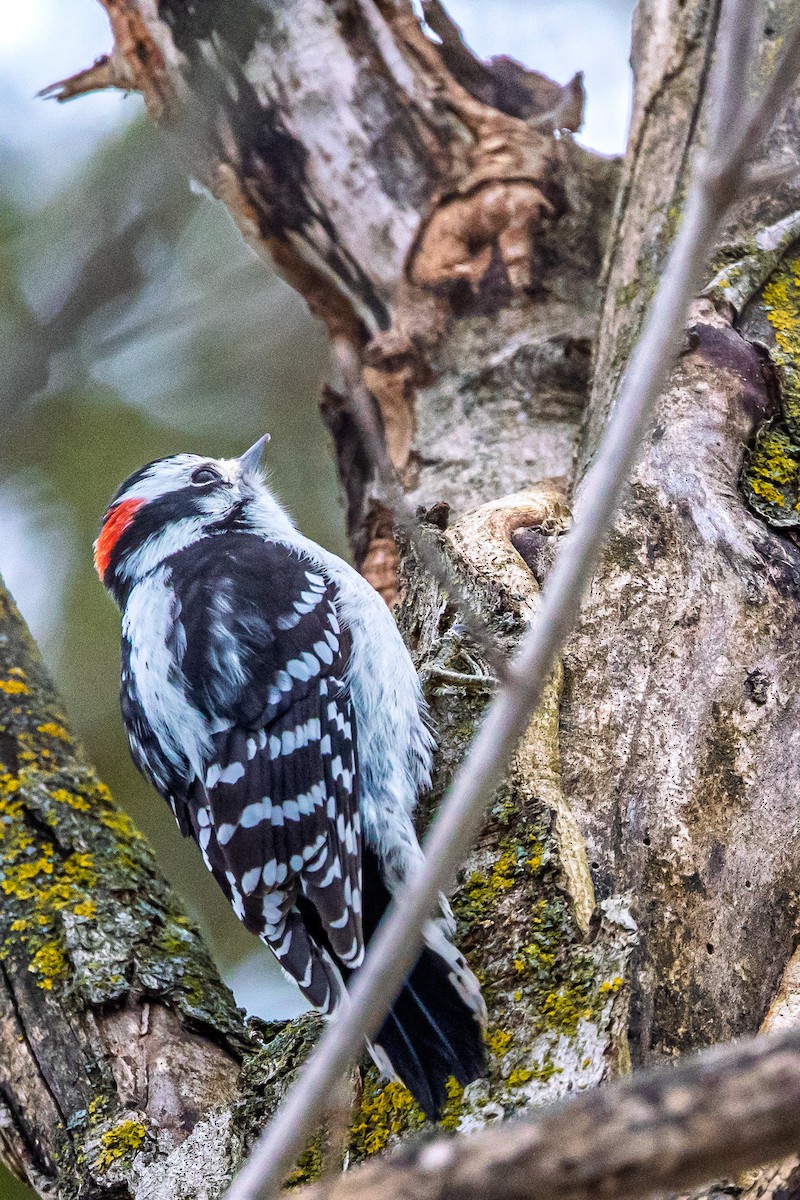 Dunenspecht - ML646510089