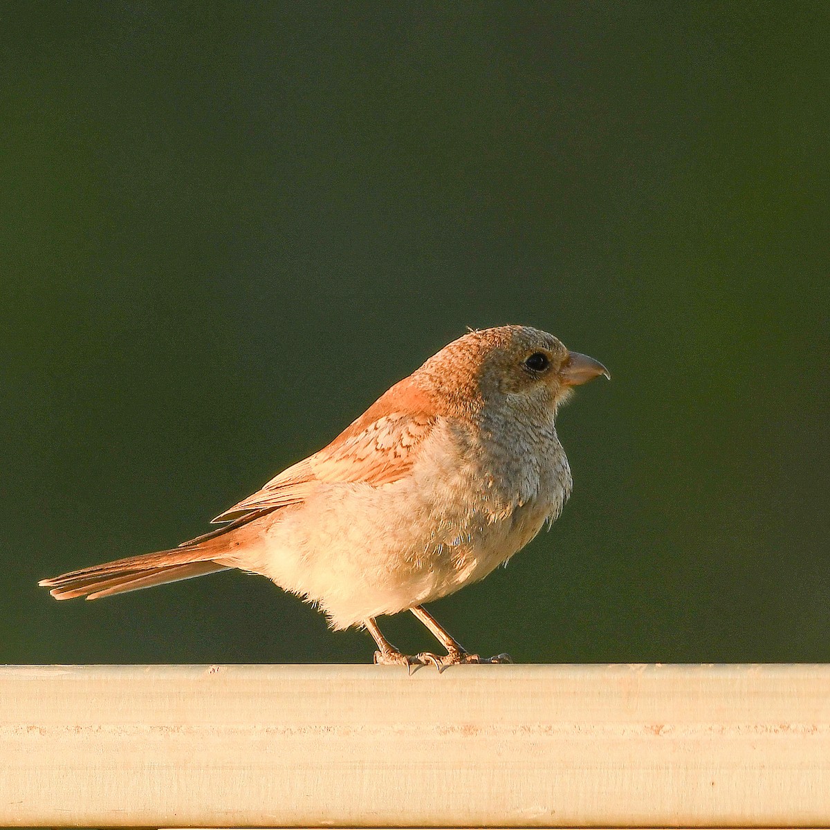 rødhodevarsler - ML646510091