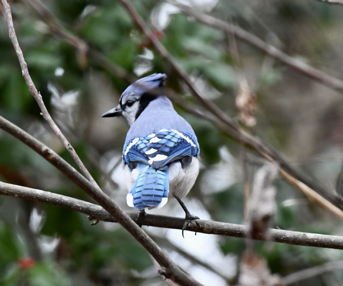 Сизойка блакитна - ML646510092