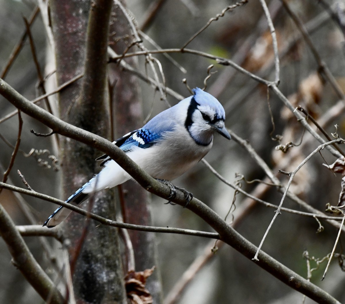 Сизойка блакитна - ML646510093