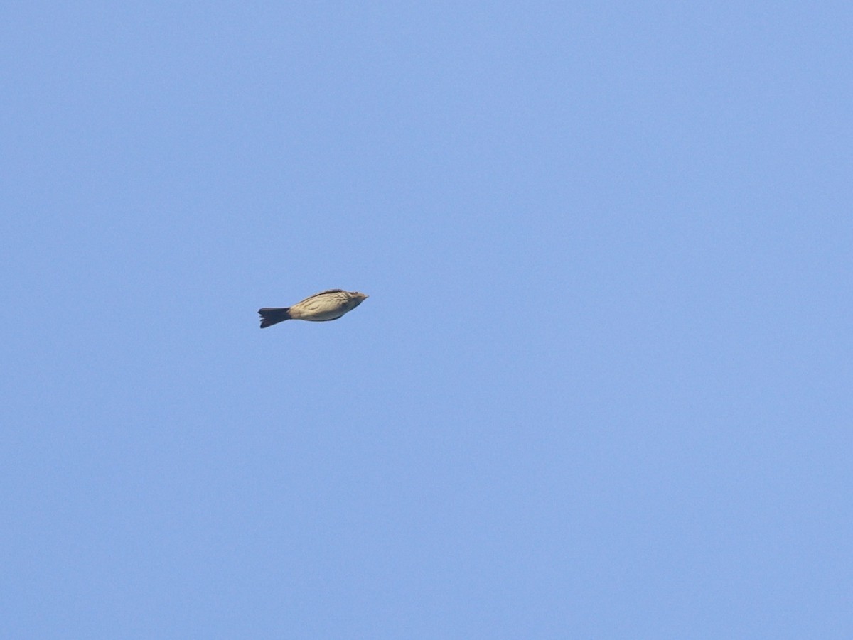 Corn Bunting - ML646510094