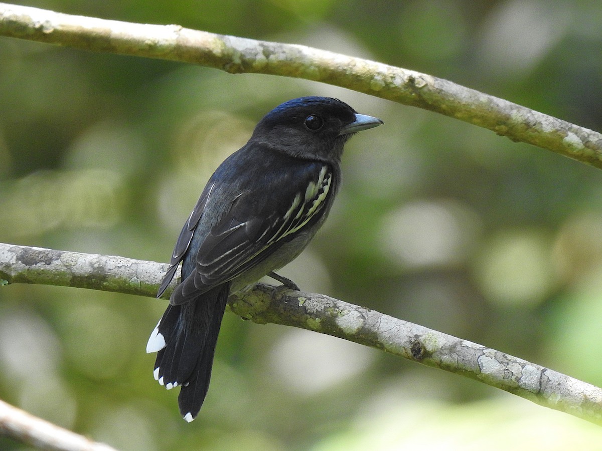 White-winged Becard - ML646510095