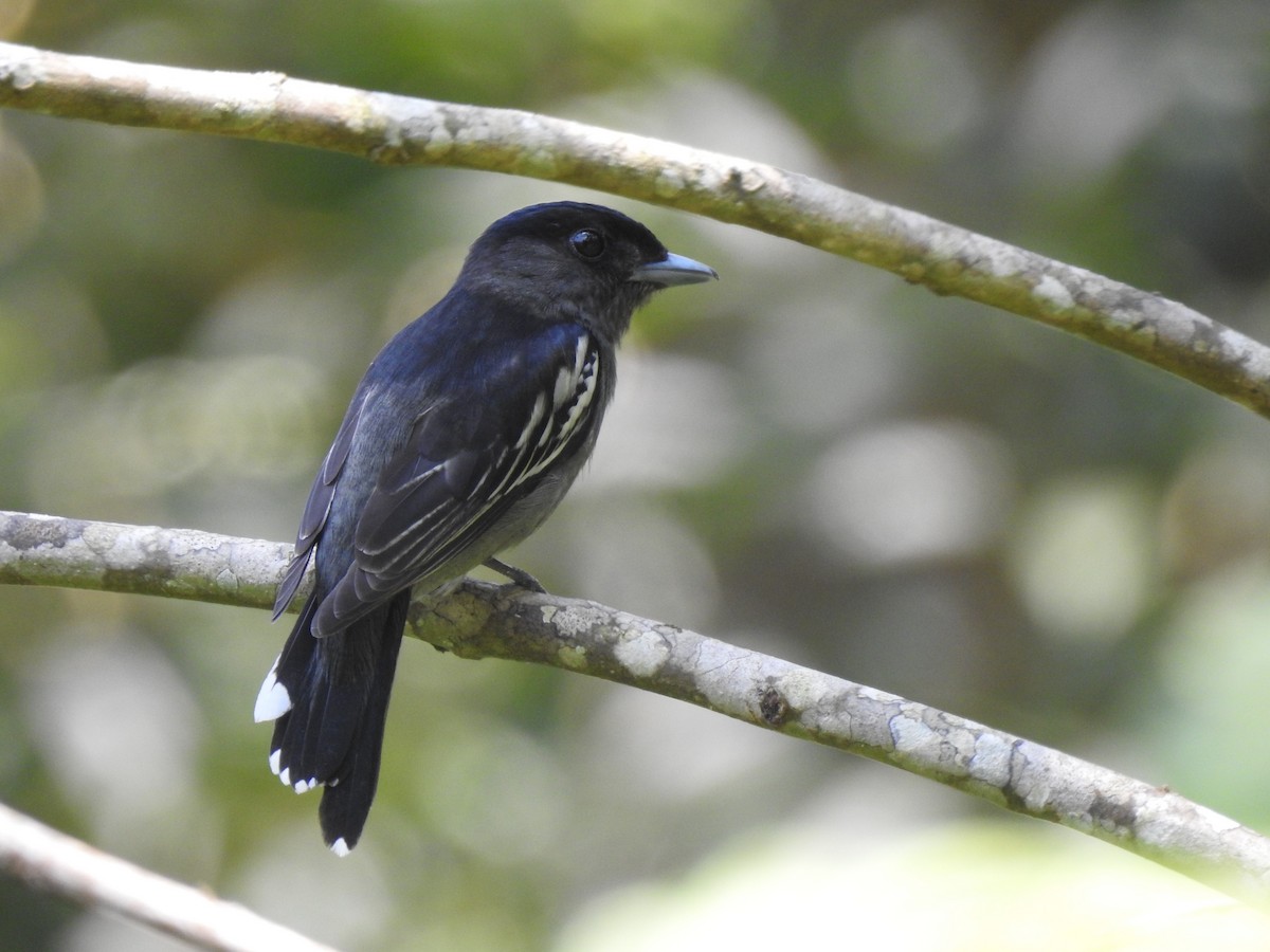 White-winged Becard - ML646510096