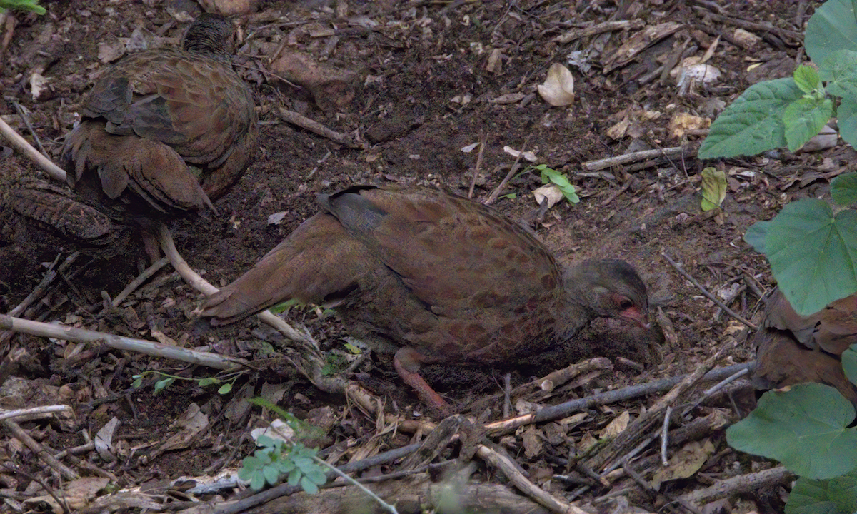 Red Spurfowl - ML646510098
