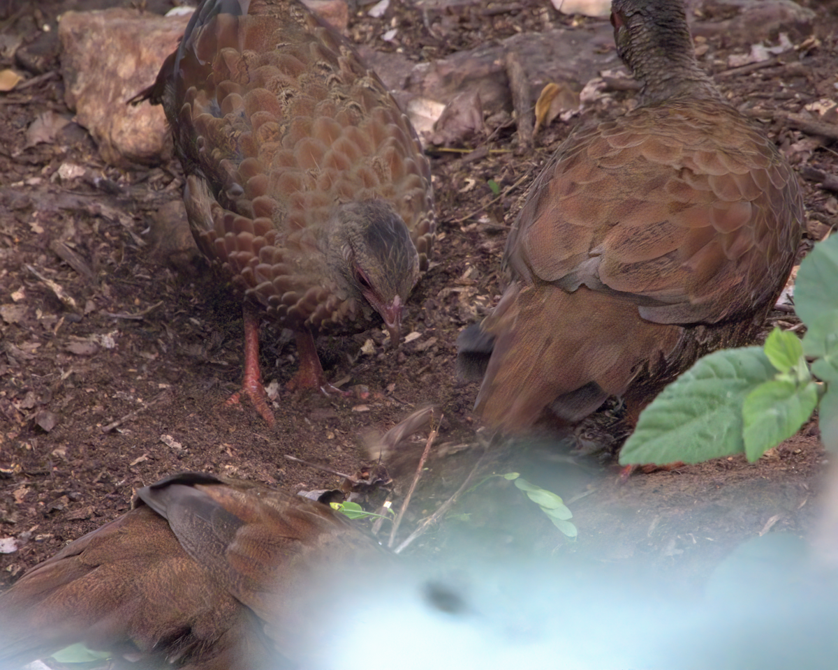 Red Spurfowl - ML646510099