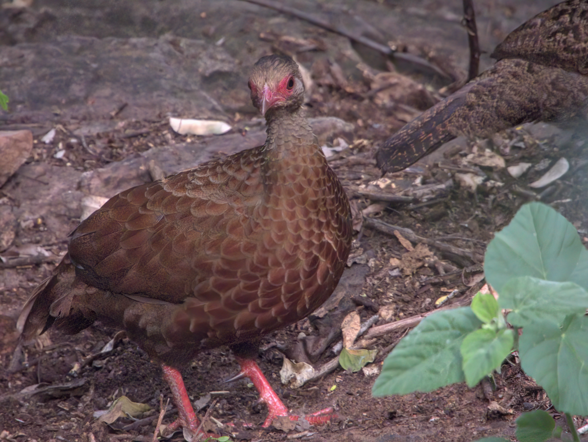 Red Spurfowl - ML646510100
