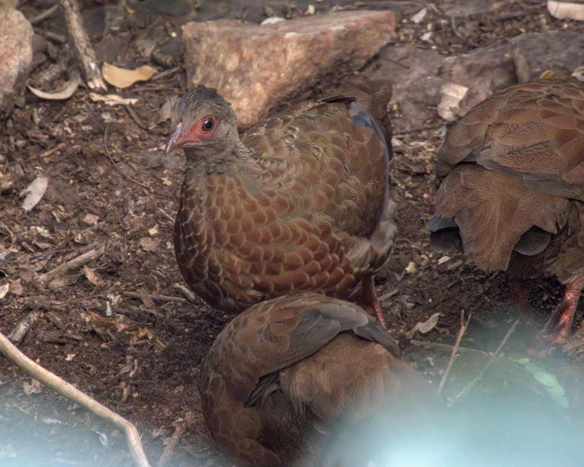 Red Spurfowl - ML646510101