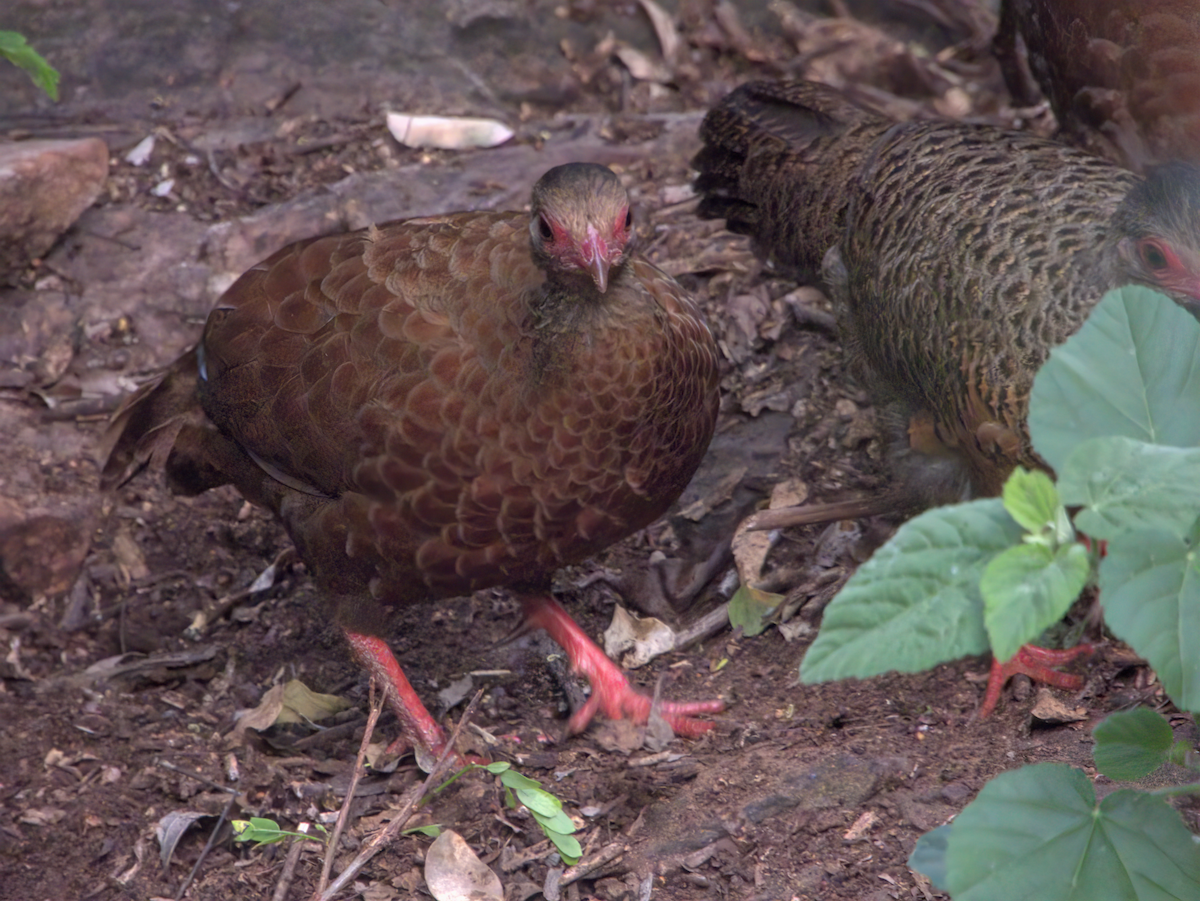 Red Spurfowl - ML646510102
