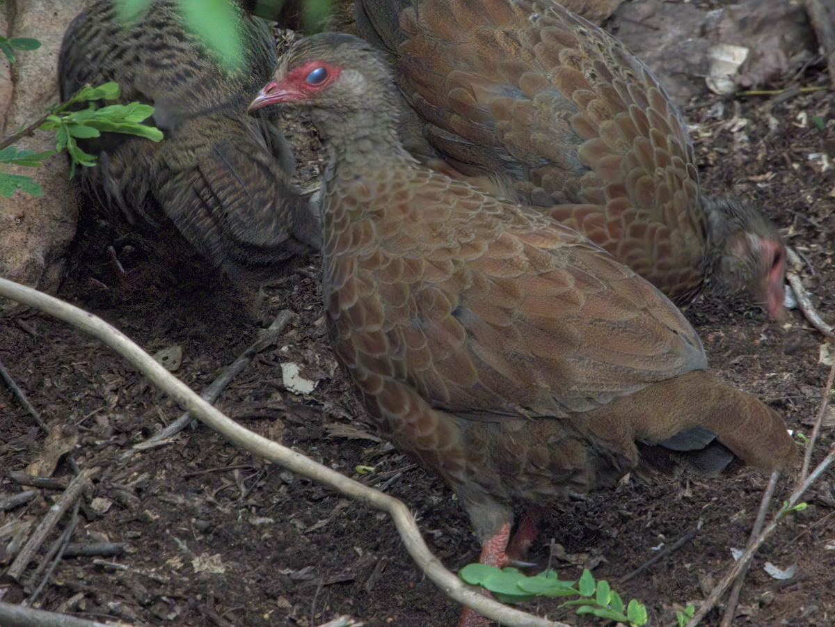 Red Spurfowl - ML646510103