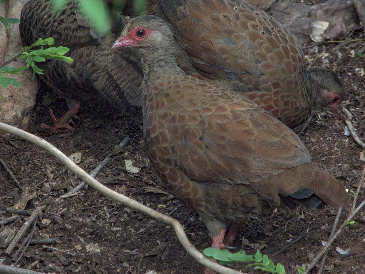 Red Spurfowl - ML646510105