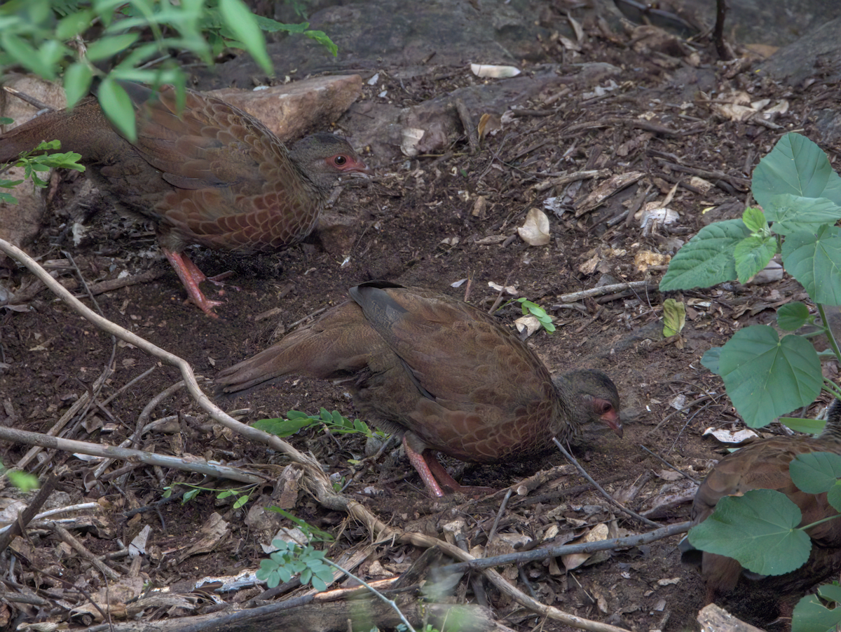Red Spurfowl - ML646510106