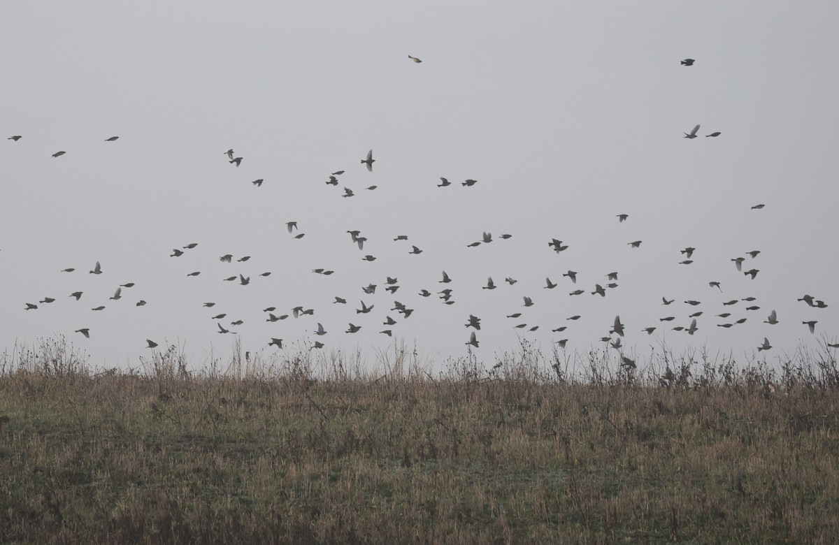 Corn Bunting - ML646510108