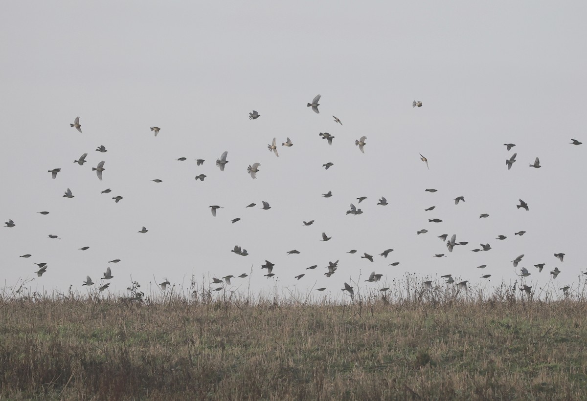 Corn Bunting - ML646510109