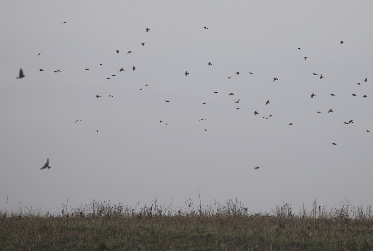 Corn Bunting - ML646510110