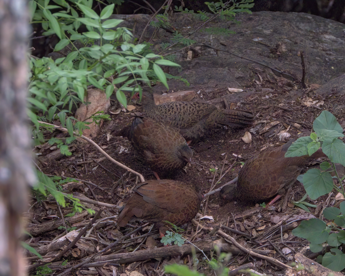 Red Spurfowl - ML646510115
