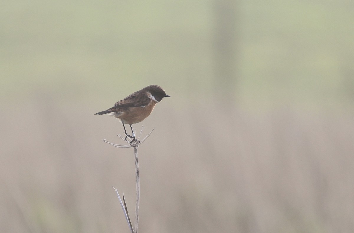 European Stonechat - ML646510117