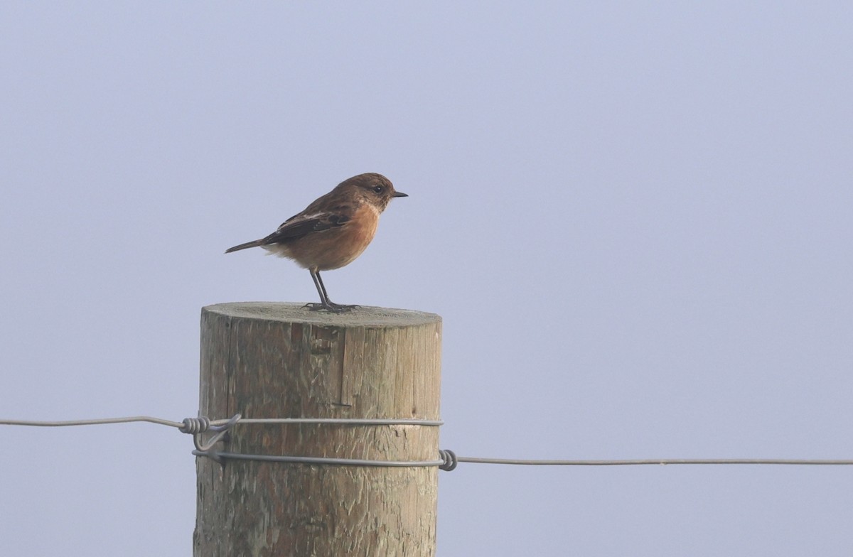 European Stonechat - ML646510118