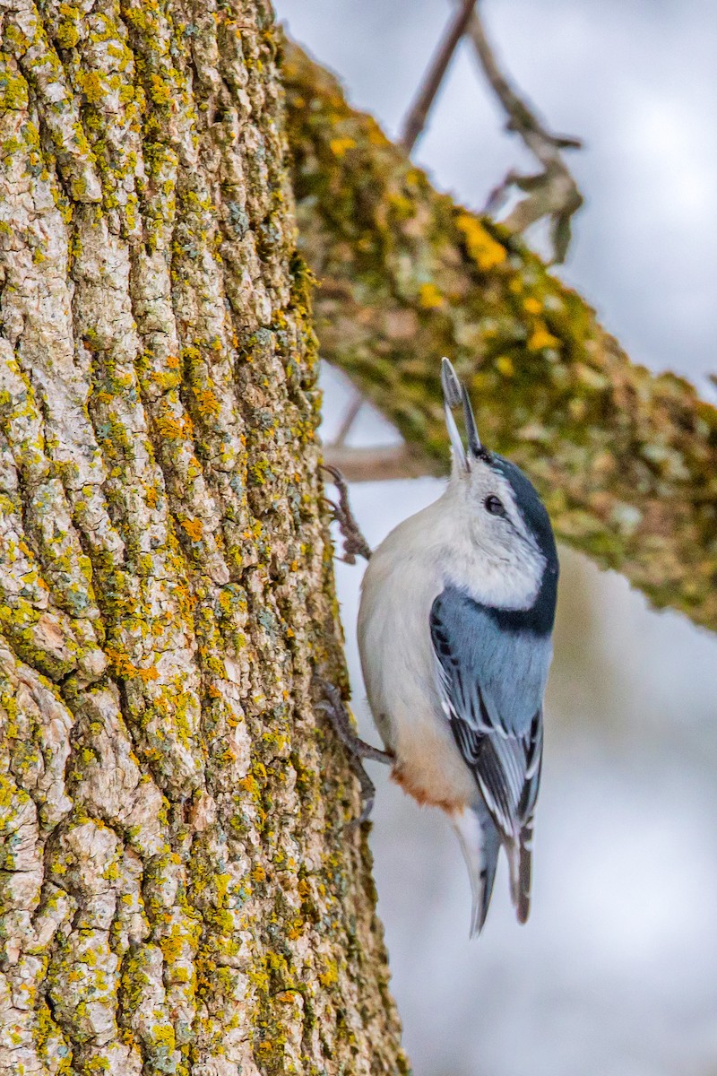 White-breasted Nuthatch - ML646510119