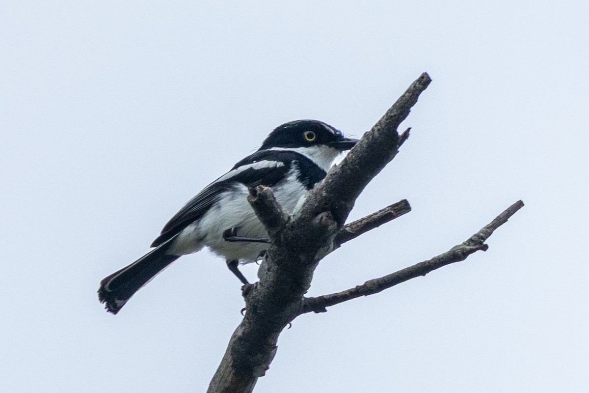 Chinspot Batis - ML646510120