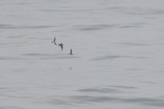 Long-tailed Jaeger - ML646510122