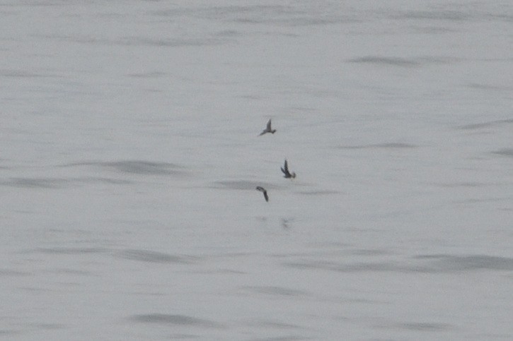 Long-tailed Jaeger - ML646510123