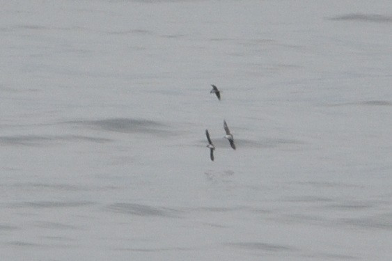 Long-tailed Jaeger - ML646510124