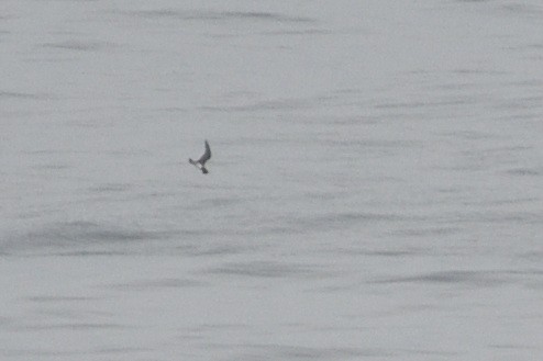 Long-tailed Jaeger - ML646510125