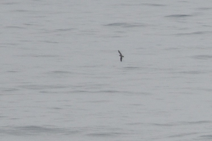 Long-tailed Jaeger - ML646510128