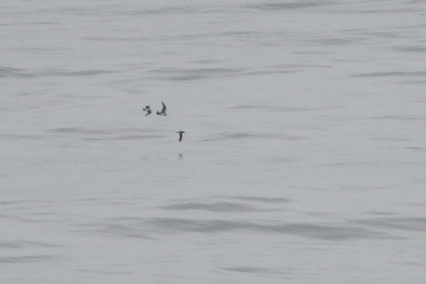 Long-tailed Jaeger - ML646510129