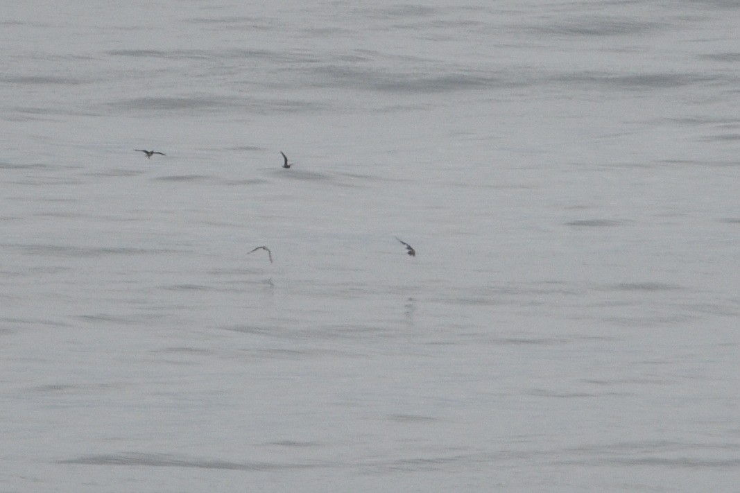 Long-tailed Jaeger - ML646510130