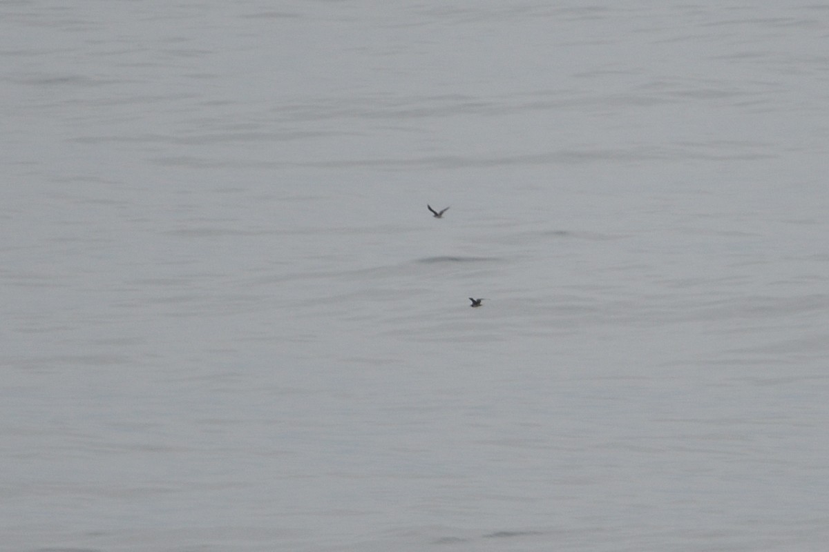 Long-tailed Jaeger - ML646510132