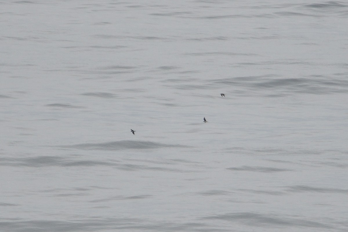 Long-tailed Jaeger - ML646510133