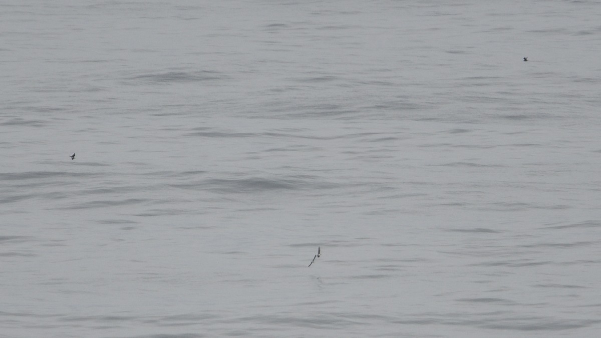 Long-tailed Jaeger - ML646510134